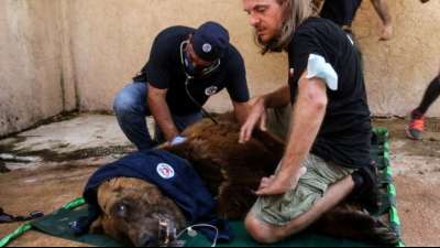 Gef&auml;hrdete Braunb&auml;ren aus libanesichem Zoo in USA gebracht