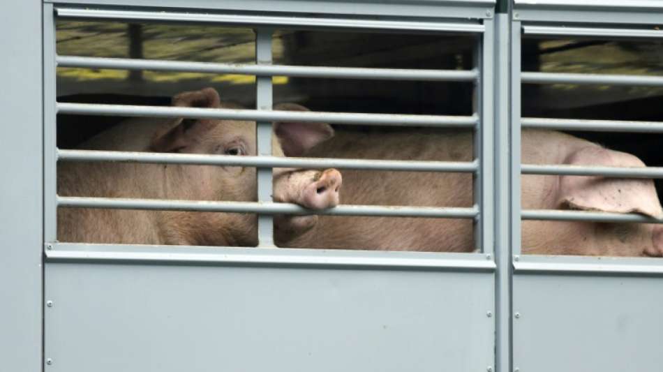 Kabinett beschließt Verbot von Werkverträgen in Fleischindustrie 