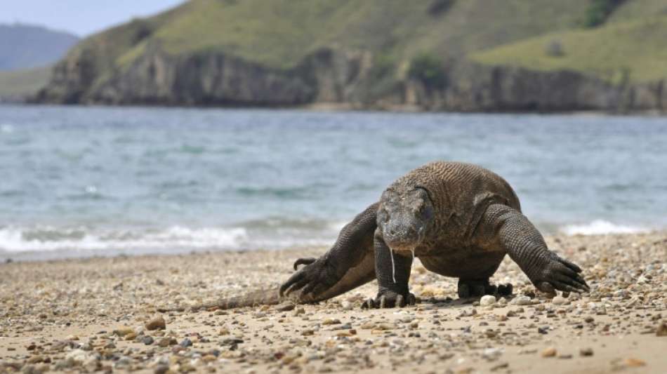 Komodowaran im Zuge des Klimawandels als "stark gef&auml;hrdet" eingestuft