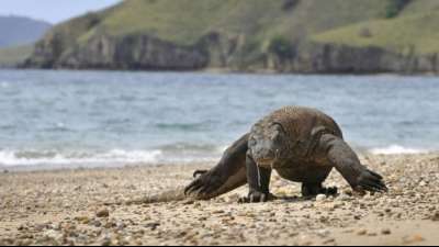 Komodowaran im Zuge des Klimawandels als "stark gef&auml;hrdet" eingestuft