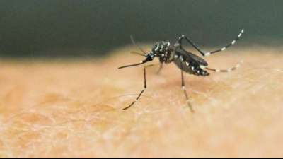 Zika-Ausbruch in indischem Bundesstaat Kerala versetzt Beh&ouml;rden in Sorge