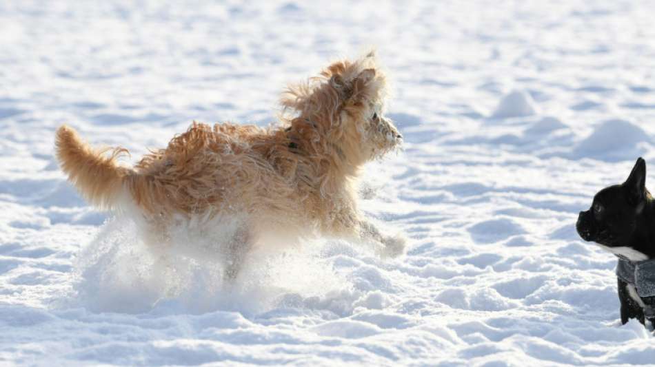 Städte und Gemeinden verbuchen 2020 Rekordeinnahmen bei Hundesteuer