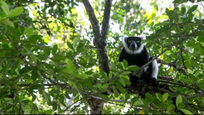 Fast alle Lemuren-Arten vom Aussterben bedroht