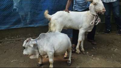 Tausende Menschen wollen rekordverd&auml;chtig kleine Kuh in Bangladesch sehen