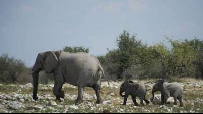Namibia verkauft bei Elefanten-Auktion nur ein Drittel der Tiere