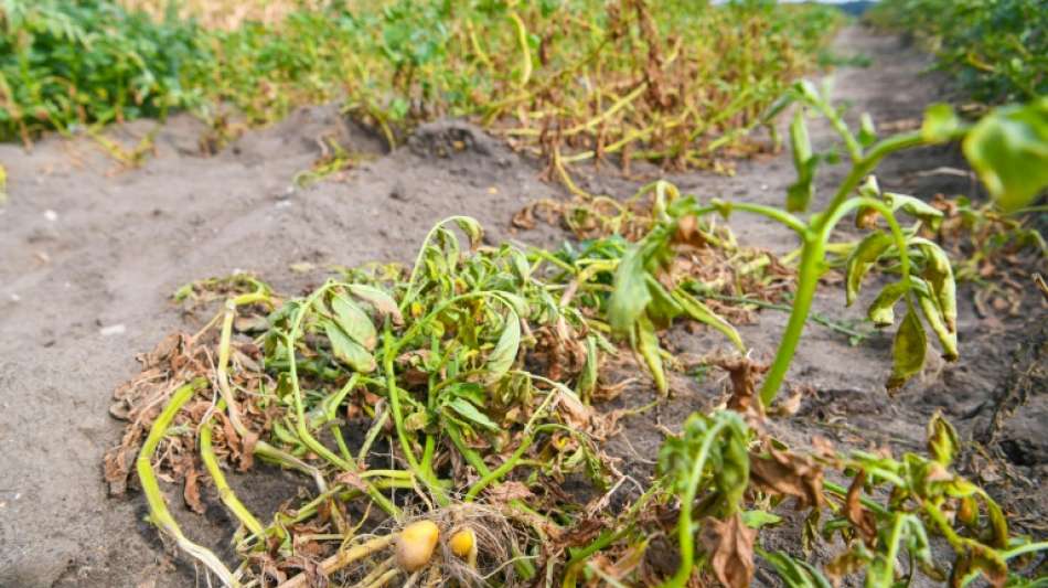 Kartoffelanbaufläche in Deutschland weiter gestiegen - Auch Ertrag pro Hektar
