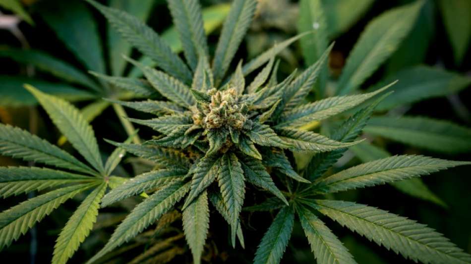 Studie: Zahl der Cannabiskonsumenten europaweit deutlich gestiegen