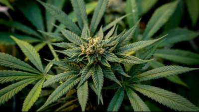 Studie: Zahl der Cannabiskonsumenten europaweit deutlich gestiegen