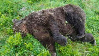 Geschützter Bär in den Pyrenäen erschossen