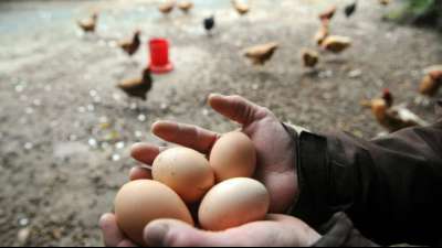 Klöckner fordert mehr Transparenz bei Eiern in verarbeiteten Lebensmitteln