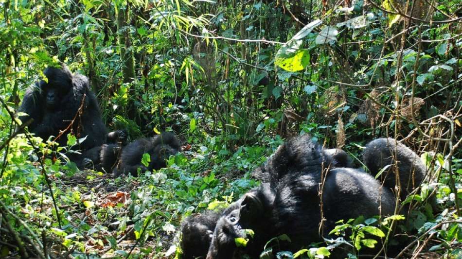 Zwei Berggorillas in Nationalpark in Kongo geboren