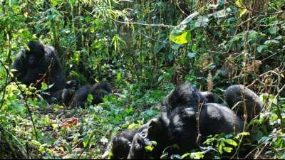 Zwei Berggorillas in Nationalpark in Kongo geboren