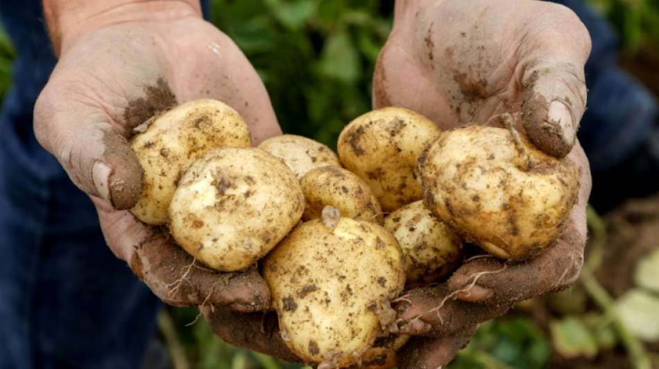 Pro-Kopf-Verbrauch von Kartoffeln steigt um zwei Kilogramm 