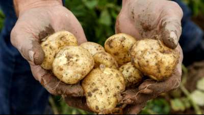 Pro-Kopf-Verbrauch von Kartoffeln steigt um zwei Kilogramm 