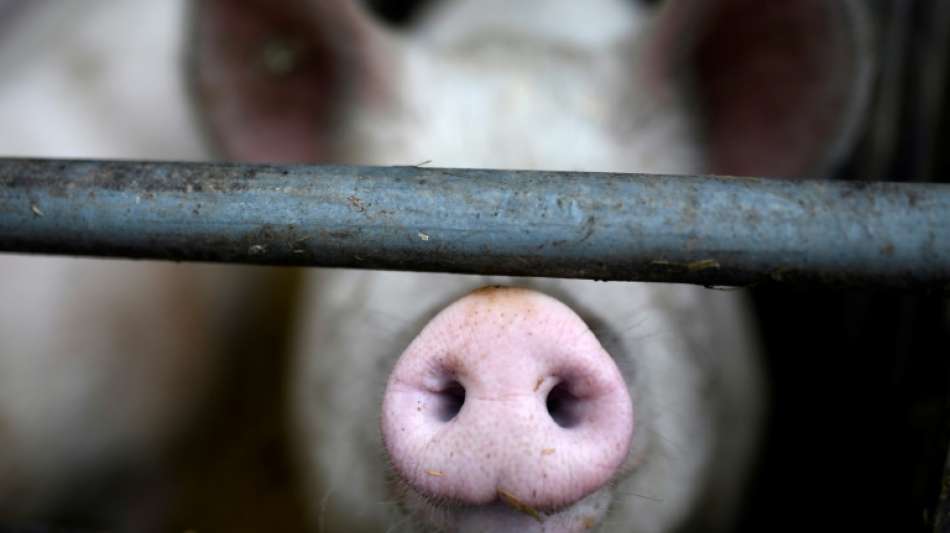 Bauernverband fordert Finanzhilfe für Schweinebauern 