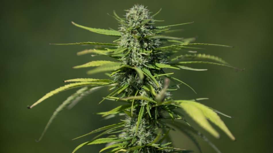 Deutsche Ärzteschaft warnt vor Risiken bei Legalisierung von Cannabis 
