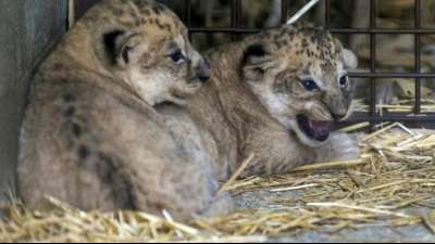 Zwei L&ouml;wen-Babys in franz&ouml;sischem Zoo geboren