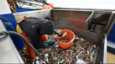 Mehr Hering und weniger Seelachs für deutsche Nordseefischer