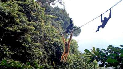 Forscher bauen Brücke aus Seilen für bedrohte Affenart in China