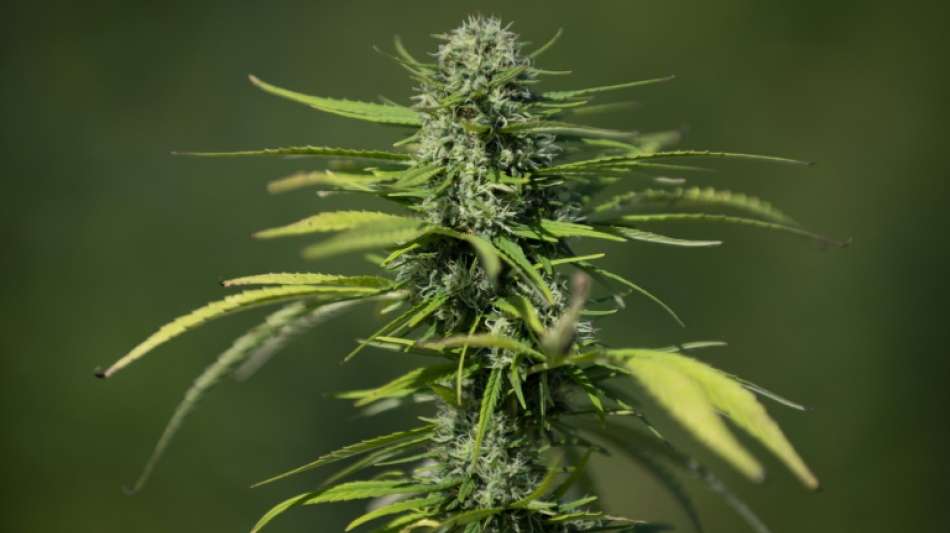 Bericht: Polizei entdeckt mehr illegale Cannabis-Plantagen in Deutschland
