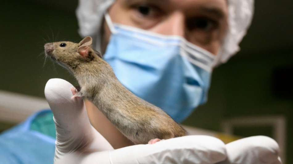 Schweizer stimmen &uuml;ber Verbot von Tierversuchen und Tabakwerbung ab