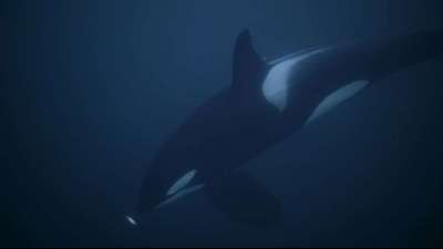 Erstmals Orcas in der Meerenge vor italienischer Insel Sizilien gesichtet