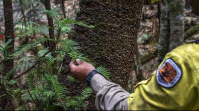Australische Feuerwehr-Spezialisten retten "Dinosaurier-Bäume" in Geheimaktion
