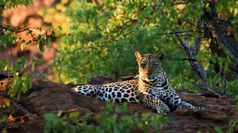 Leopard tötet zweijährigen Jungen in südafrikanischem Nationalpark