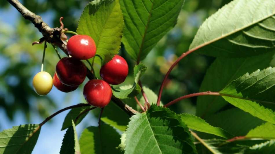 Kirschenernte f&auml;llt in diesem Jahr wohl deutlich schlechter aus