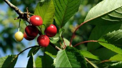 Kirschenernte f&auml;llt in diesem Jahr wohl deutlich schlechter aus