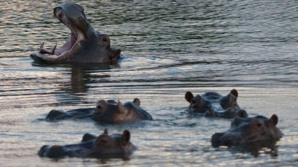 US-Gericht: Pablo Escobars Nilpferde sind juristische Personen