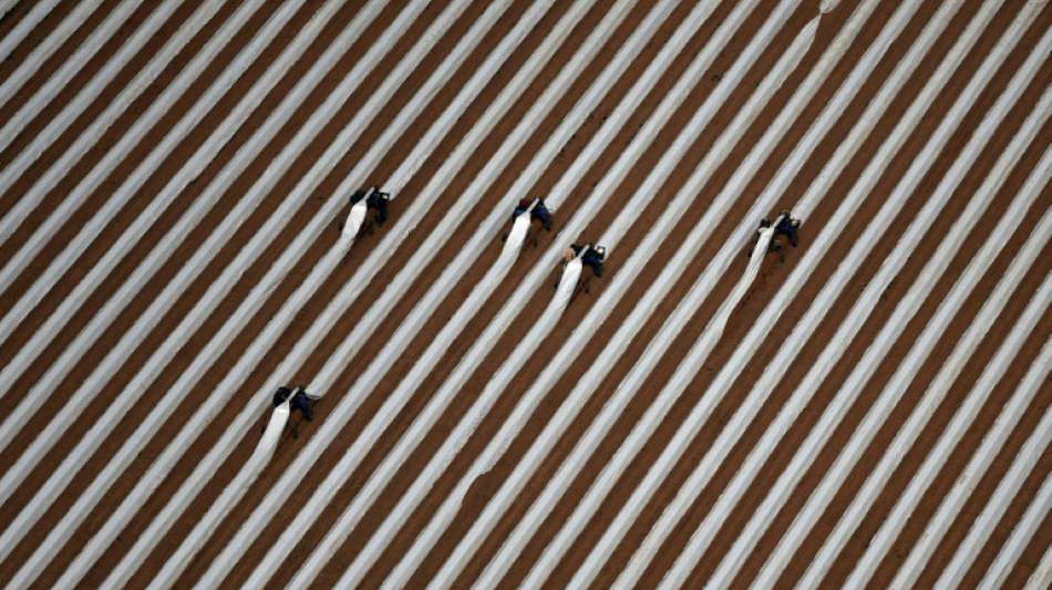 Ausl&auml;ndische Erntehelfer sollen auch dieses Jahr l&auml;nger ohne Sozialversicherung arbeiten k&ouml;nnen