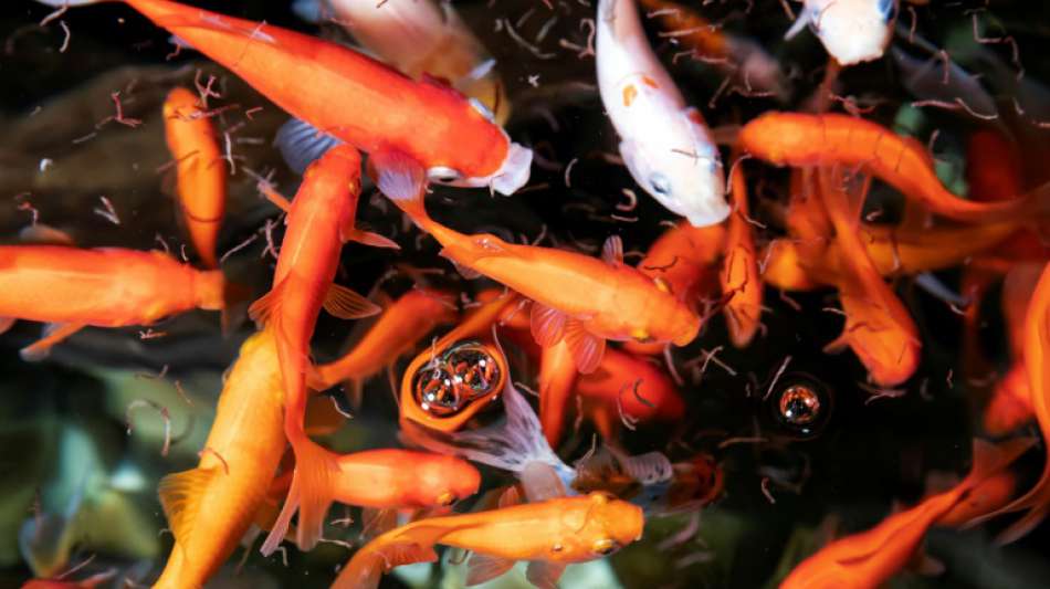 Unbekannte stehlen 200 Goldfische in Baden-W&uuml;rttemberg