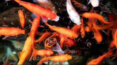 Unbekannte stehlen 200 Goldfische in Baden-W&uuml;rttemberg