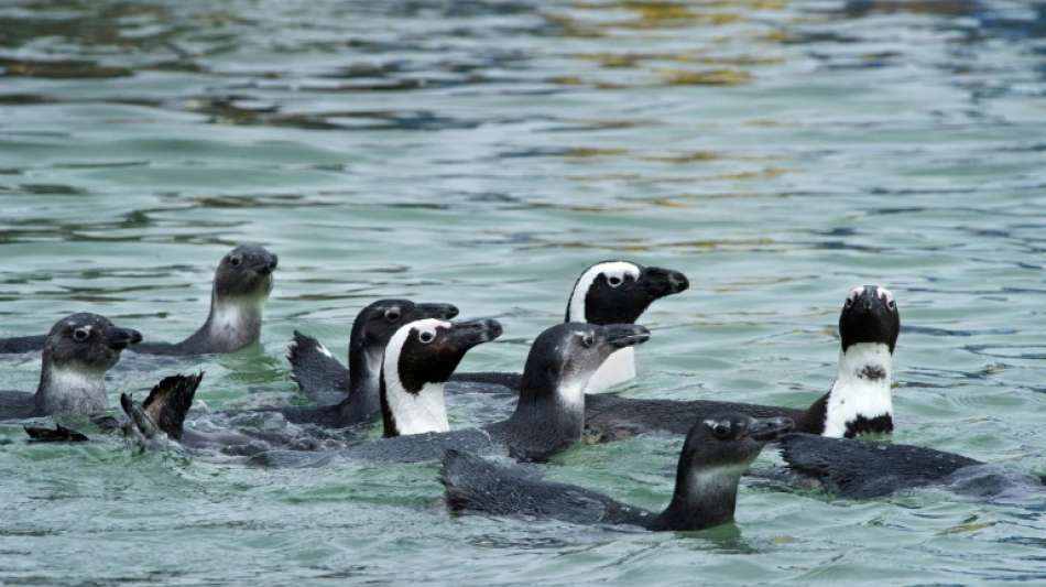 Bienenschwarm t&ouml;tet &uuml;ber 60 Brillenpinguine in S&uuml;dafrika