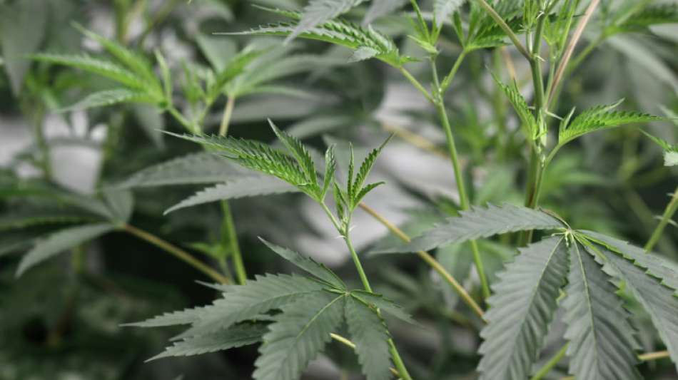 Zoll und Polizei warnen vor Cannabisprodukten mit synthetischen Wirkstoffen
