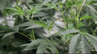 Zoll und Polizei warnen vor Cannabisprodukten mit synthetischen Wirkstoffen