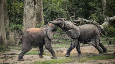 IUCN: Afrikanische Waldelefanten akut vom Aussterben bedroht