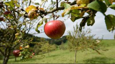 Zwei Drittel der Äpfel in Deutschland aus heimischem Anbau