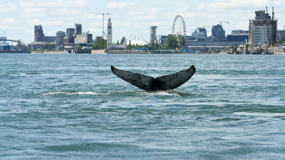 Vor Montréal aufgetauchter Wal wahrscheinlich tot