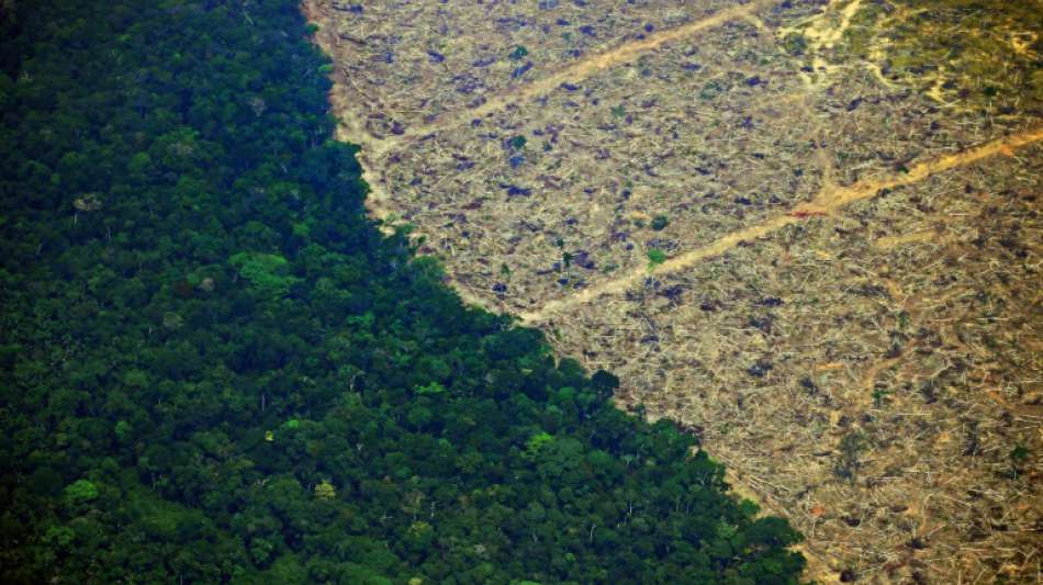 2019 verschwand alle sechs Sekunden Regenwald in der Größe eines Fußballfelds