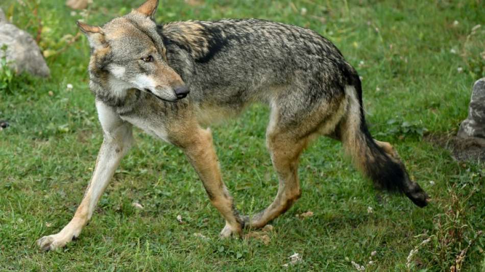 Drei in Mecklenburg-Vorpommern entdeckte tote Wölfe wurden erschossen