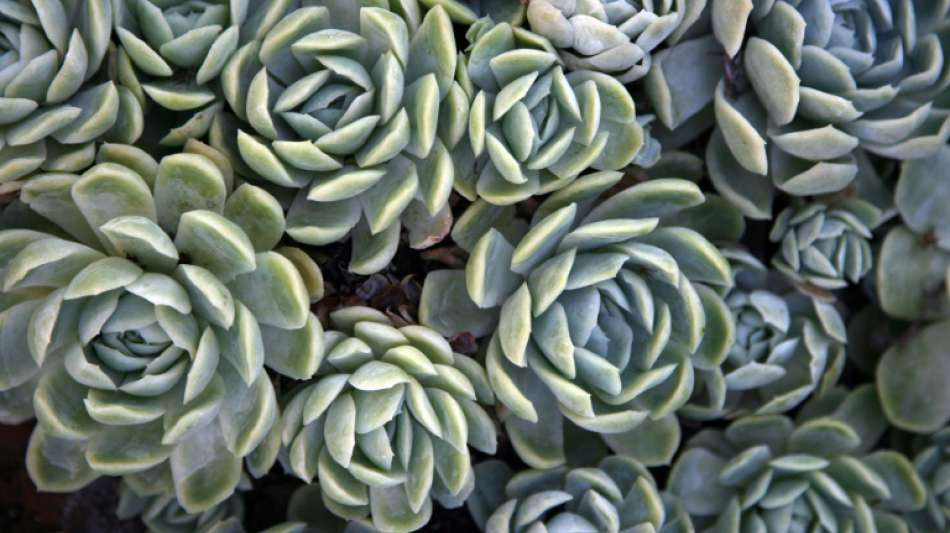 Frau schmuggelt hunderte Kakteen an ihrem K&ouml;rper nach Neuseeland