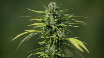 Bew&auml;hrungsstrafe f&uuml;r Cannabishandel in Freiburger Hanfladen