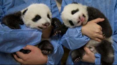 Yuandudu und Huanlili hei&szlig;en die beiden Pandababys im Zoo von Beauval