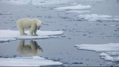 Eisbär tötet Mann auf Spitzbergen