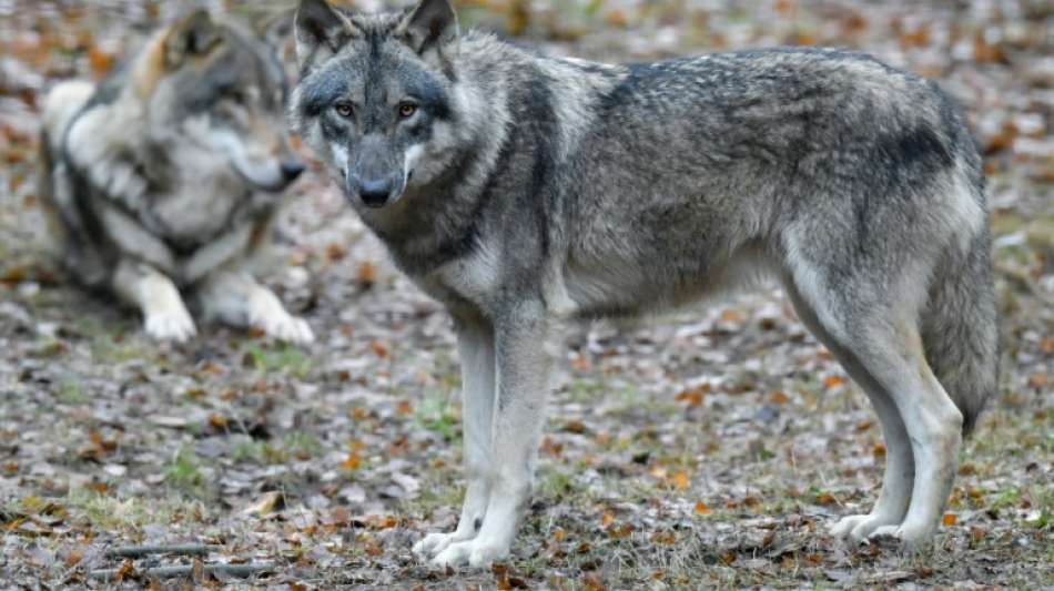 Bundesregierung einigt sich beim umstrittenen Thema Wolfsjagd 