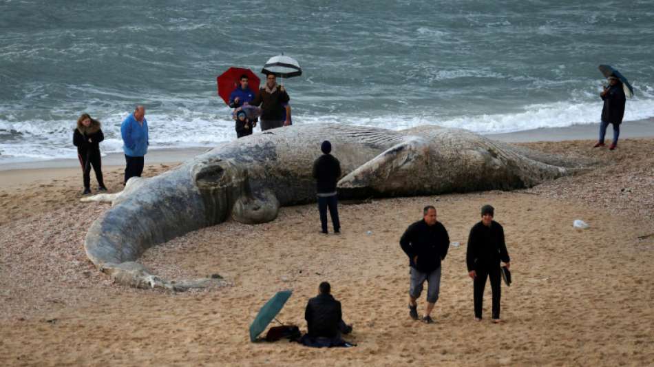 Fast 17 Meter gro&szlig;er Wal-Kadaver vor K&uuml;ste Israels angesp&uuml;lt