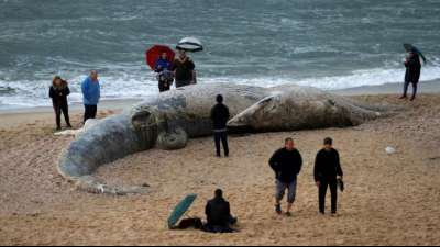 Fast 17 Meter gro&szlig;er Wal-Kadaver vor K&uuml;ste Israels angesp&uuml;lt