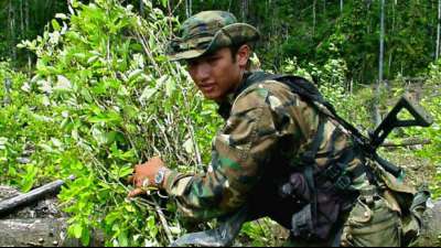 Kolumbien vernichtete 2019 Rekordmenge des Drogen-Grundstoffs Koka